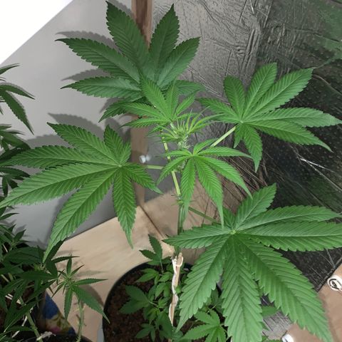 California O. G. x Manga Rosa Auto growlog timeline photo