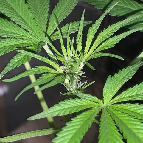 California O. G. x Manga Rosa Auto growlog timeline photo