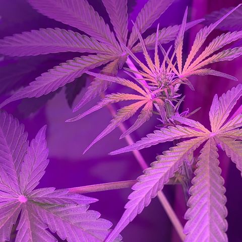 California O. G. x Manga Rosa Auto growlog timeline photo