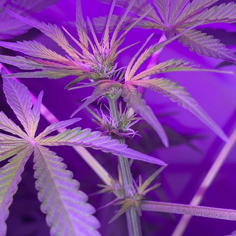 California O. G. x Manga Rosa Auto growlog timeline photo