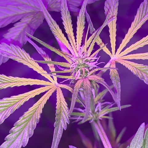 California O. G. x Manga Rosa Auto growlog timeline photo