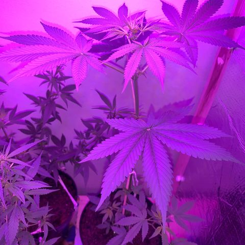 California O. G. x Manga Rosa Auto growlog timeline photo