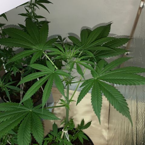 California O. G. x Manga Rosa Auto growlog timeline photo