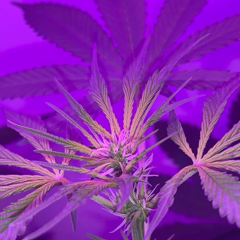 California O. G. x Manga Rosa Auto growlog timeline photo