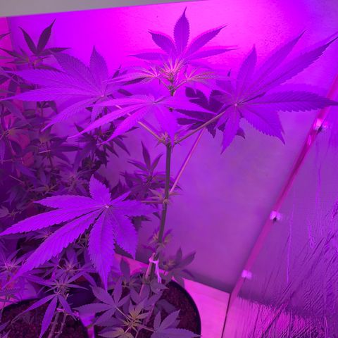 California O. G. x Manga Rosa Auto growlog timeline photo