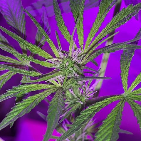 California O. G. x Manga Rosa Auto growlog timeline photo