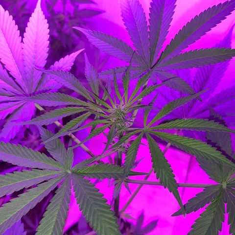 California O. G. x Manga Rosa Auto growlog timeline photo