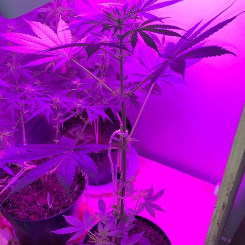 California O. G. x Manga Rosa Auto growlog timeline photo