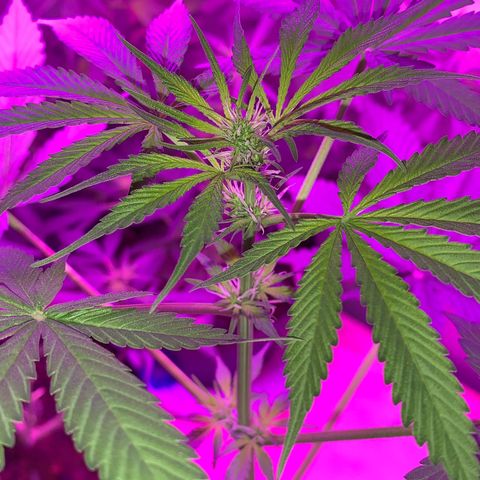 California O. G. x Manga Rosa Auto growlog timeline photo