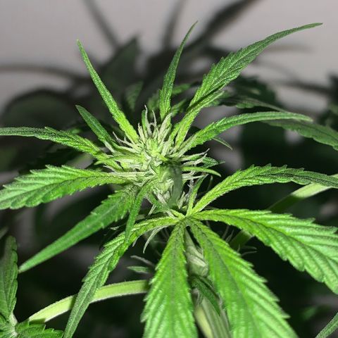 California O. G. x Manga Rosa Auto growlog timeline photo