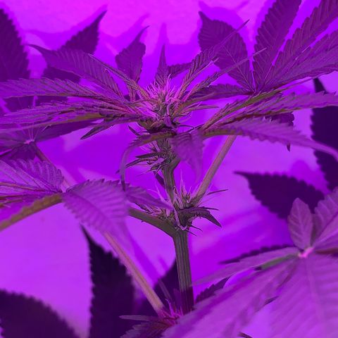 California O. G. x Manga Rosa Auto growlog timeline photo