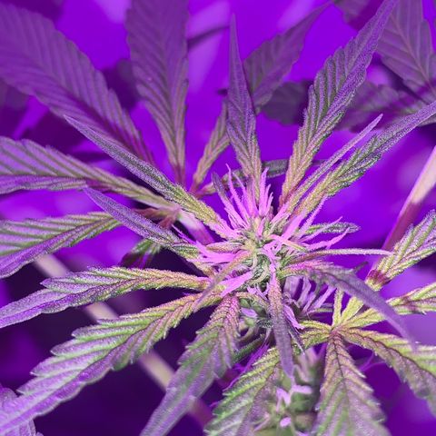 California O. G. x Manga Rosa Auto growlog timeline photo