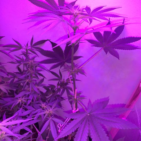 California O. G. x Manga Rosa Auto growlog timeline photo