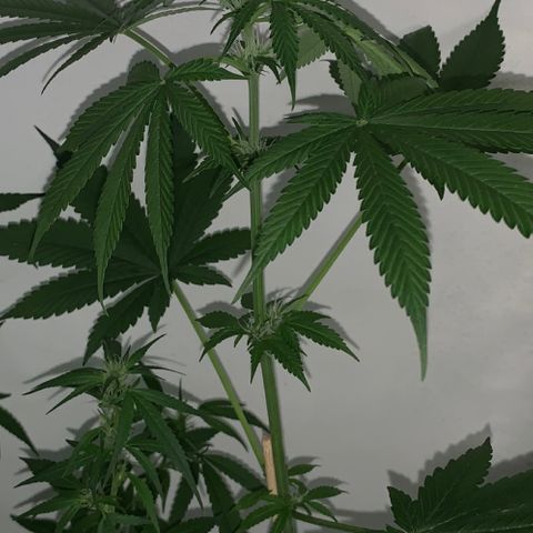 California O. G. x Manga Rosa Auto growlog timeline photo