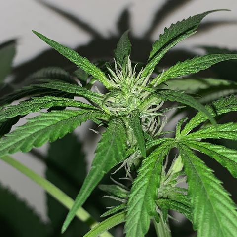 California O. G. x Manga Rosa Auto growlog timeline photo