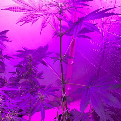 California O. G. x Manga Rosa Auto growlog timeline photo