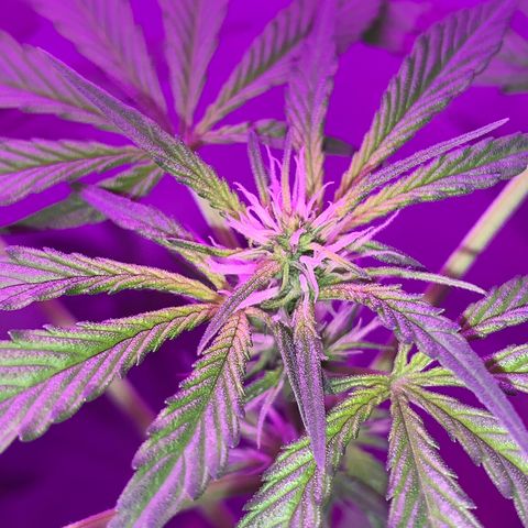 California O. G. x Manga Rosa Auto growlog timeline photo