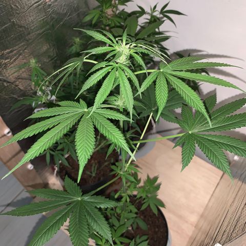 California O. G. x Manga Rosa Auto growlog timeline photo