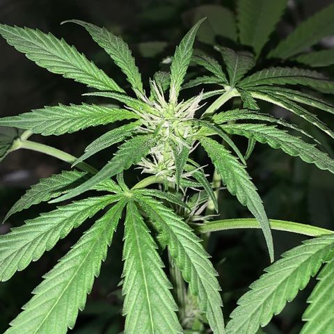 California O. G. x Manga Rosa Auto growlog timeline photo