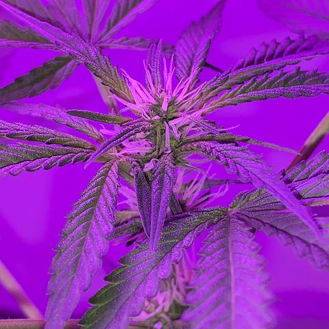 California O. G. x Manga Rosa Auto growlog timeline photo