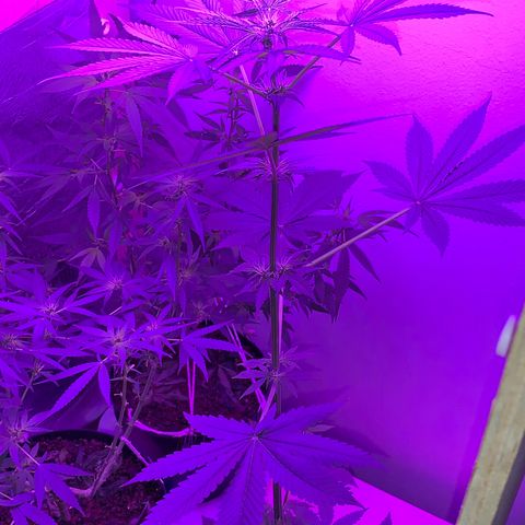 California O. G. x Manga Rosa Auto growlog timeline photo