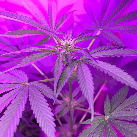 California O. G. x Manga Rosa Auto growlog timeline photo