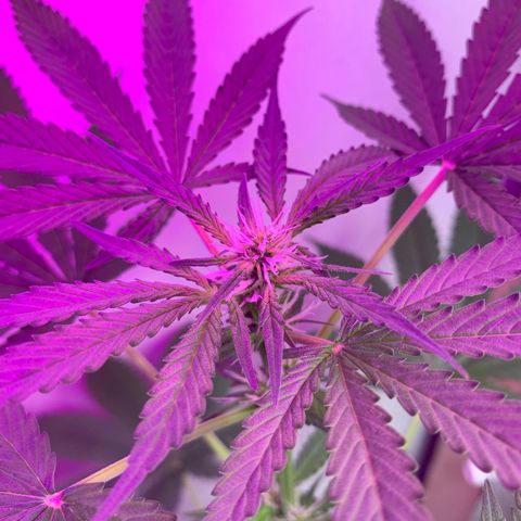 California O. G. x Manga Rosa Auto growlog timeline photo