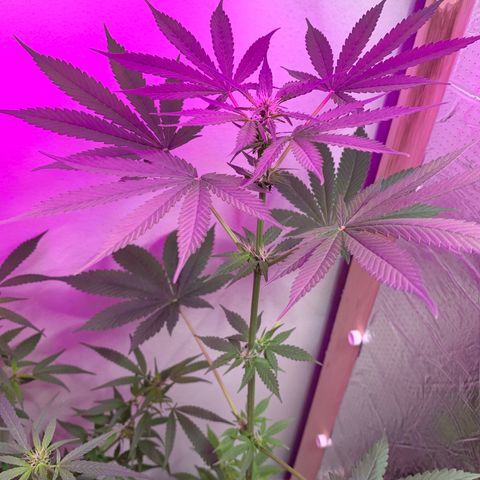 California O. G. x Manga Rosa Auto growlog timeline photo