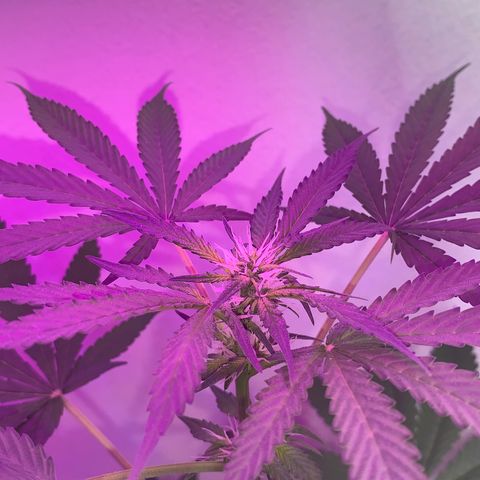 California O. G. x Manga Rosa Auto growlog timeline photo