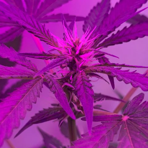 California O. G. x Manga Rosa Auto growlog timeline photo
