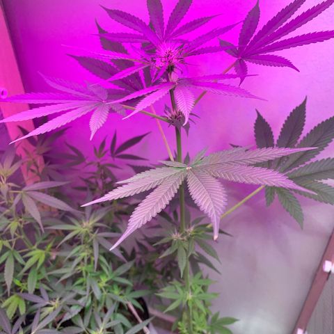 California O. G. x Manga Rosa Auto growlog timeline photo