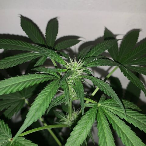 California O. G. x Manga Rosa Auto growlog timeline photo