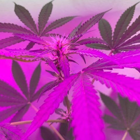 California O. G. x Manga Rosa Auto growlog timeline photo