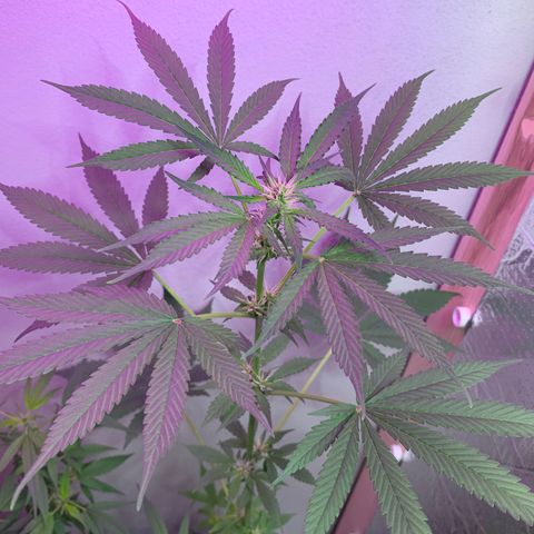California O. G. x Manga Rosa Auto growlog timeline photo