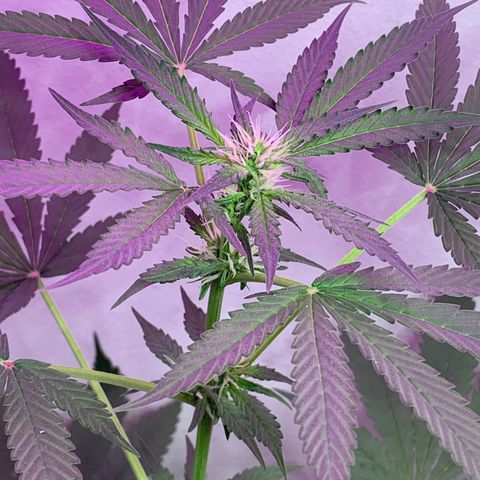 California O. G. x Manga Rosa Auto growlog timeline photo