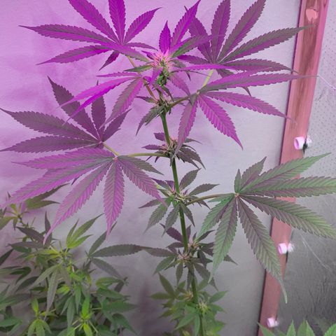 California O. G. x Manga Rosa Auto growlog timeline photo