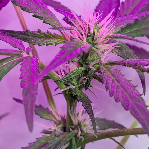 California O. G. x Manga Rosa Auto growlog timeline photo