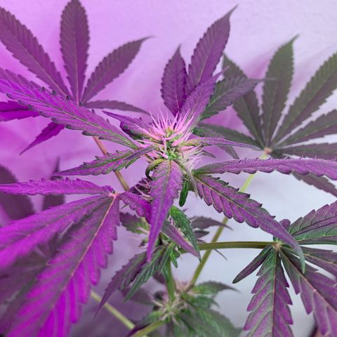 California O. G. x Manga Rosa Auto growlog timeline photo