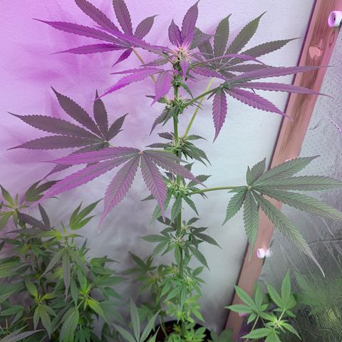 California O. G. x Manga Rosa Auto growlog timeline photo