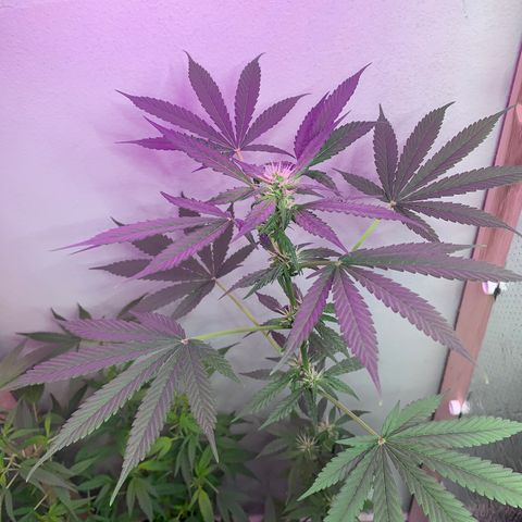 California O. G. x Manga Rosa Auto growlog timeline photo