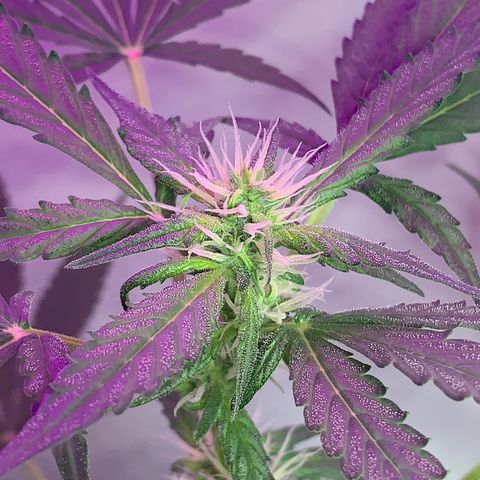 California O. G. x Manga Rosa Auto growlog timeline photo