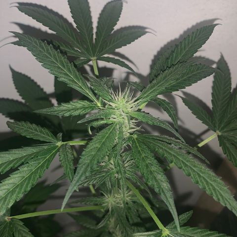 California O. G. x Manga Rosa Auto growlog timeline photo