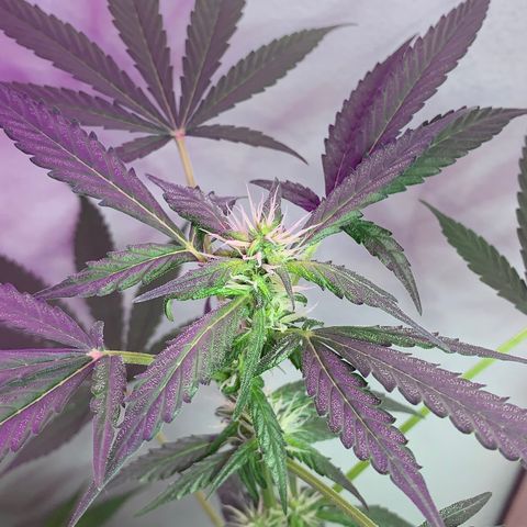 California O. G. x Manga Rosa Auto growlog timeline photo