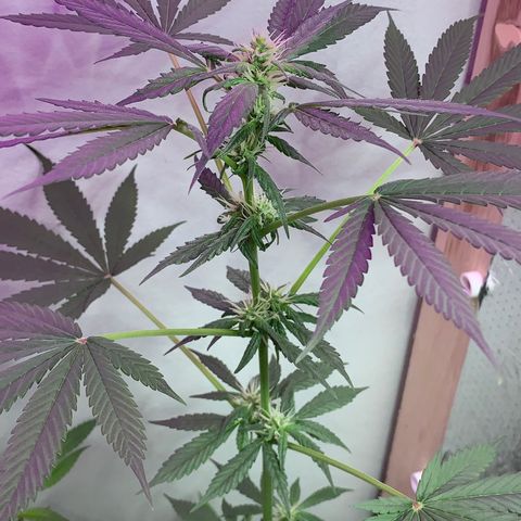 California O. G. x Manga Rosa Auto growlog timeline photo