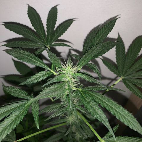 California O. G. x Manga Rosa Auto growlog timeline photo