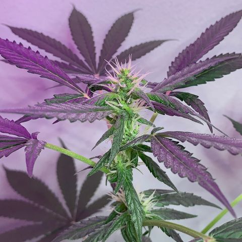 California O. G. x Manga Rosa Auto growlog timeline photo