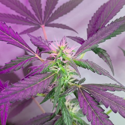 California O. G. x Manga Rosa Auto growlog timeline photo