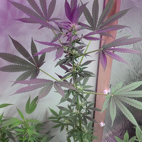 California O. G. x Manga Rosa Auto growlog timeline photo