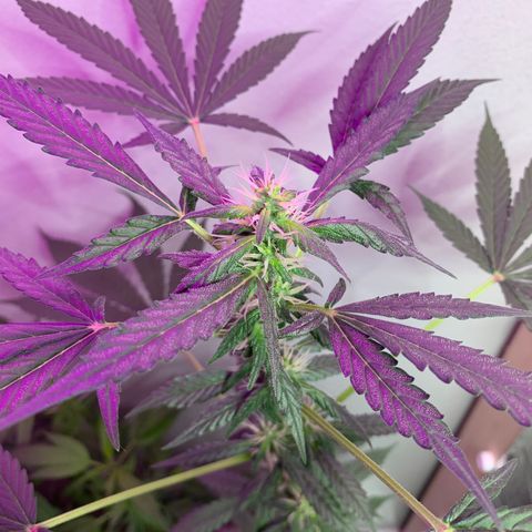 California O. G. x Manga Rosa Auto growlog timeline photo