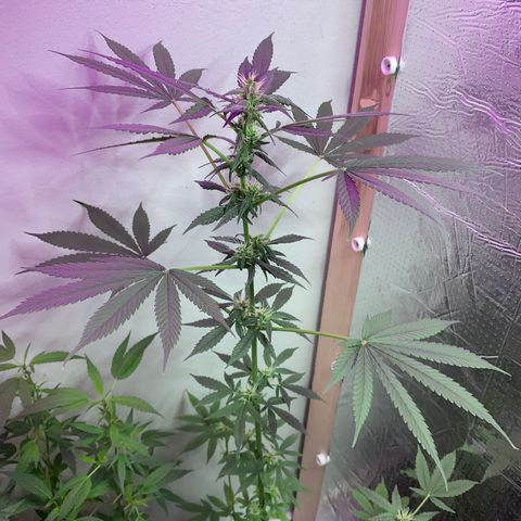 California O. G. x Manga Rosa Auto growlog timeline photo